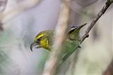 Maui Parrotbill