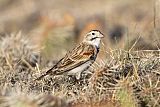 Thick-billed Longspurborder=