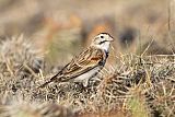 McCown's Longspur