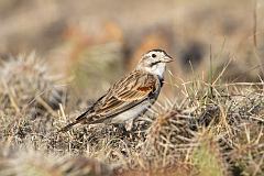 McCown's Longspur