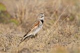 Thick-billed Longspurborder=