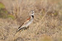 McCown's Longspur