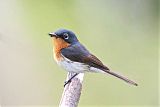 Melanesian Flycatcher