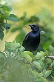 Melodious Blackbird