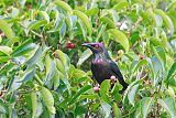 Metallic Starling