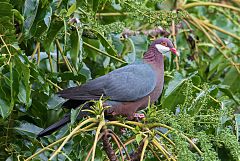 Metallic Pigeon