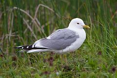 Short-billed Gull