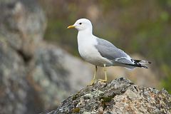 Short-billed Gull