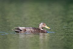 Mexican Duck