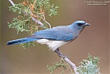 Mexican Jay