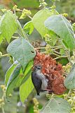 Mistletoebird