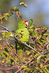 Mitred Parakeet