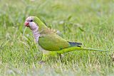 Monk Parakeetborder=