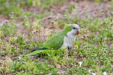 Monk Parakeet