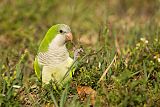 Monk Parakeetborder=