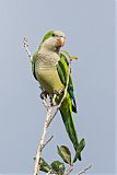 Monk Parakeetborder=