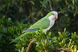 Monk Parakeetborder=