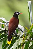 Montezuma Oropendola