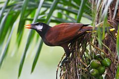 Montezuma Oropendola