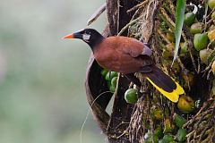 Montezuma Oropendola