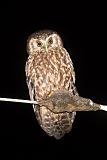 Morepork