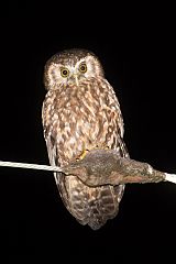 Morepork