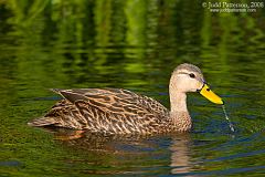 Mottled Duck