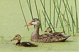 Mottled Duck