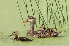 Mottled Duck