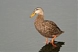 Mottled Duckborder=