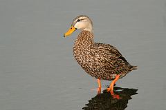 Mottled Duck