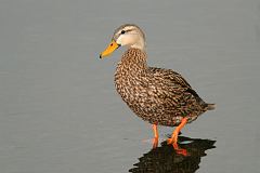 Mottled Duck