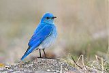 Mountain Bluebird