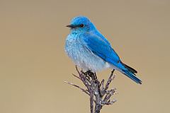 Mountain Bluebird