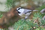 Mountain Chickadee