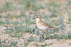 Mountain Plover