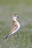 Mountain Plover