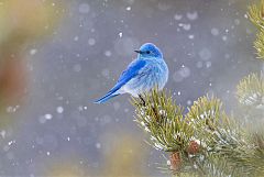 Mountain Bluebird