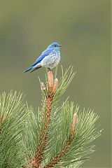 Mountain Bluebird