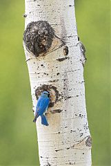 Mountain Bluebird