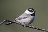 Mountain Chickadee