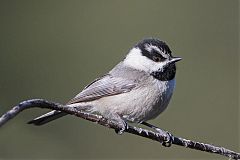 Mountain Chickadee