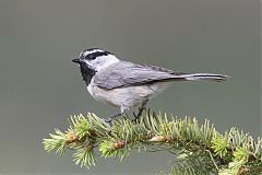 Mountain Chickadee