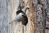 Mountain Chickadee