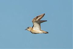Mountain Plover