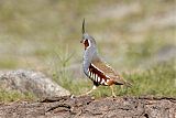 Mountain Quail