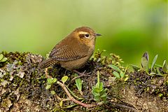 Mountain Wren