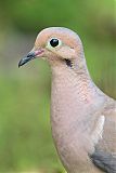 Mourning Dove