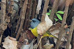 Mourning Warbler