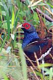 Hume's Pheasant